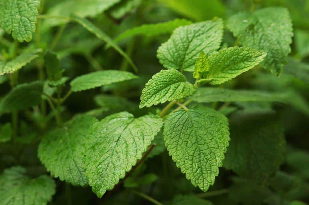 Japanese Medicinal Plant Oil Benefits, Composition and Uses